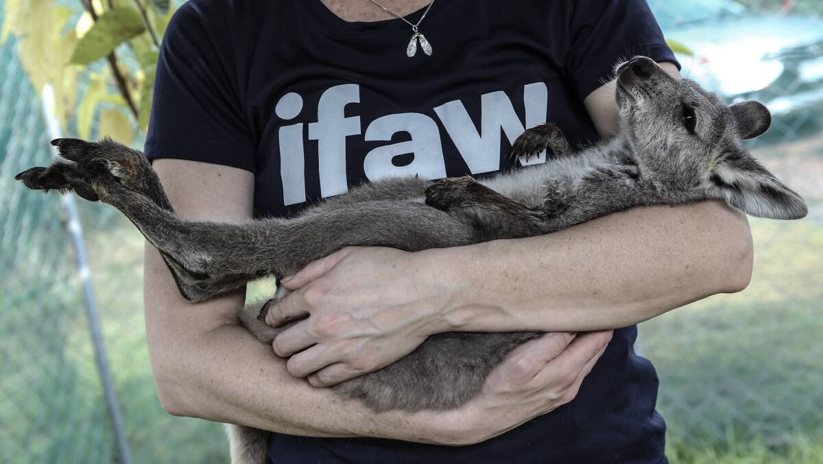 Safe: An IFAW responder cradling a wallaby joey in rehabilitation. Photo IFAW