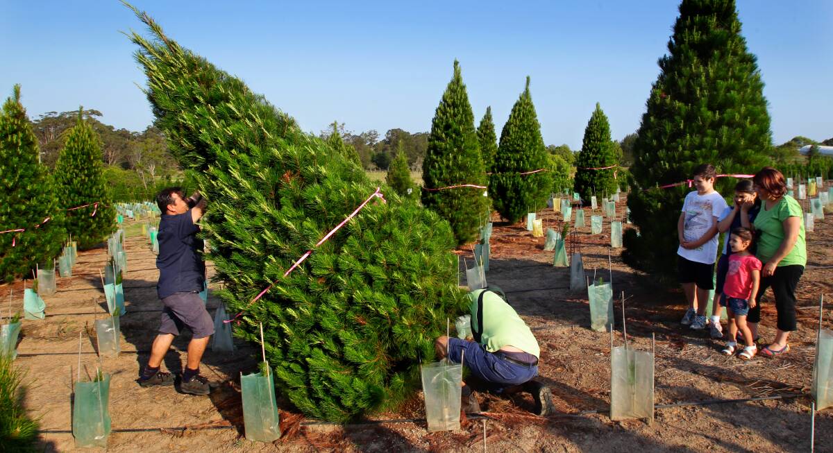 Family day out: Visiting a Christmas tree farm and selecting your own tree can be made into a fun day out with the kids. Photo: Fairfax.