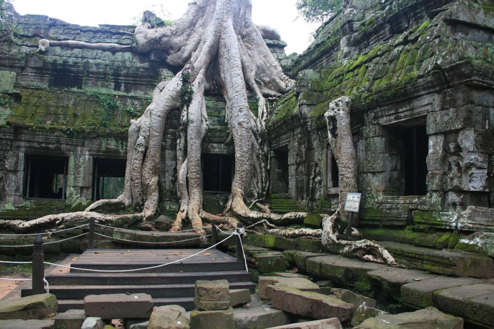 Ta Prohm: Appropriately chosen as a movie location for Tomb Raider. Images: Sandra Burn White