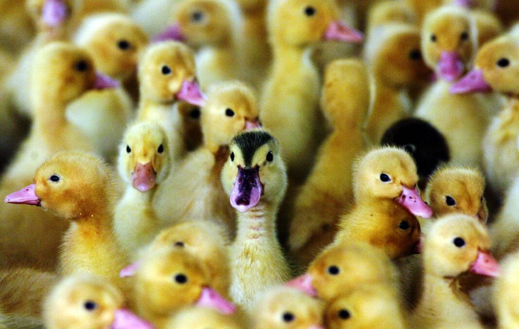 Ducks at a farm. Picture: Angela Wylie