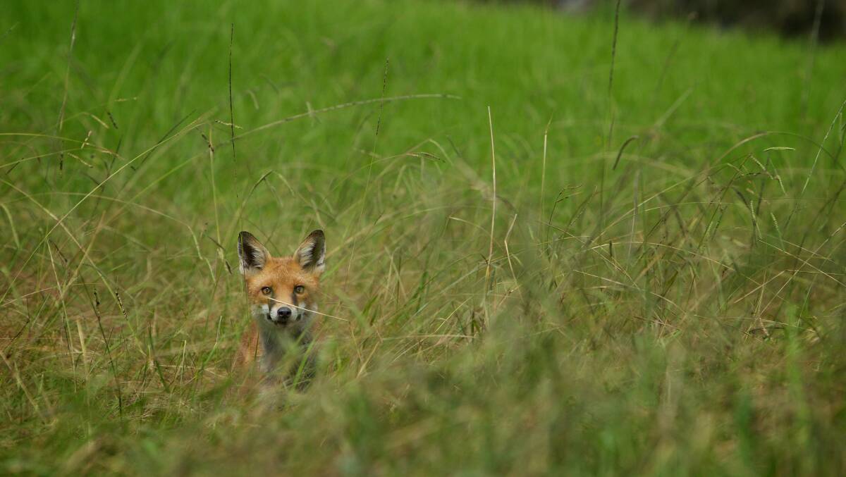 A wild fox. Picture: Wolter Peeters