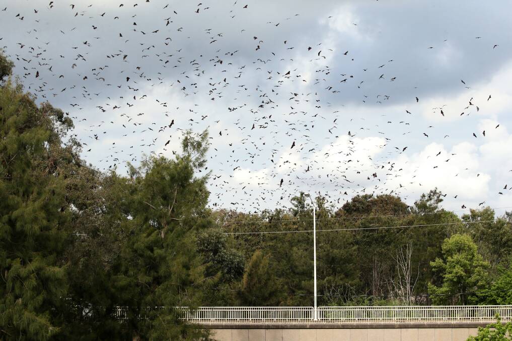 Full flight: The flying-fox colony above the Fitzroy Bridge. Picture: Geoff Jones