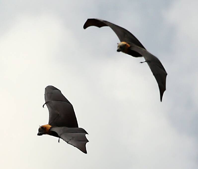 On the wing: A pair of flying-foxes at South Creek. Picture: Geoff Jones .
