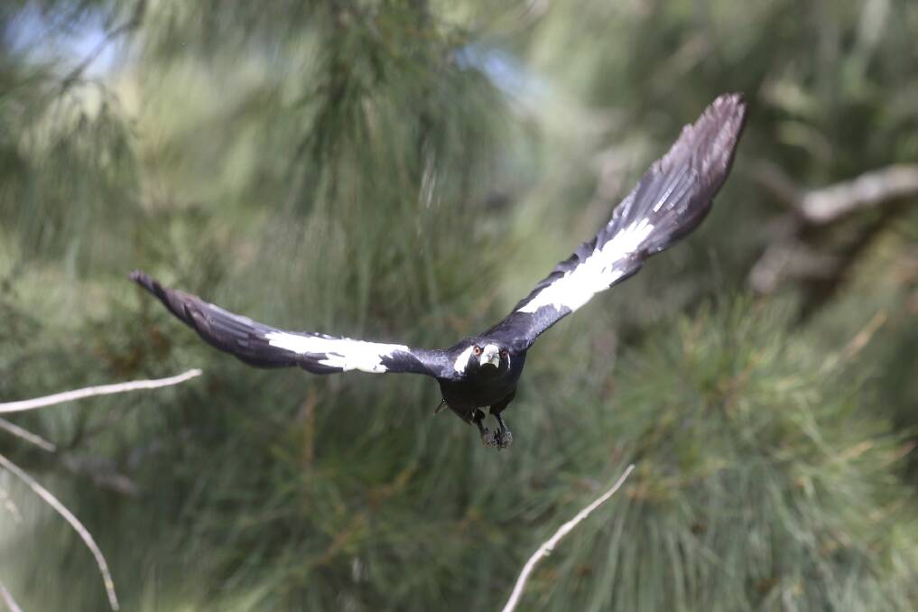 Protective dad: A magpie swooping at Bensons Lane playing fields, Richmond. Picture: Geoff Jones