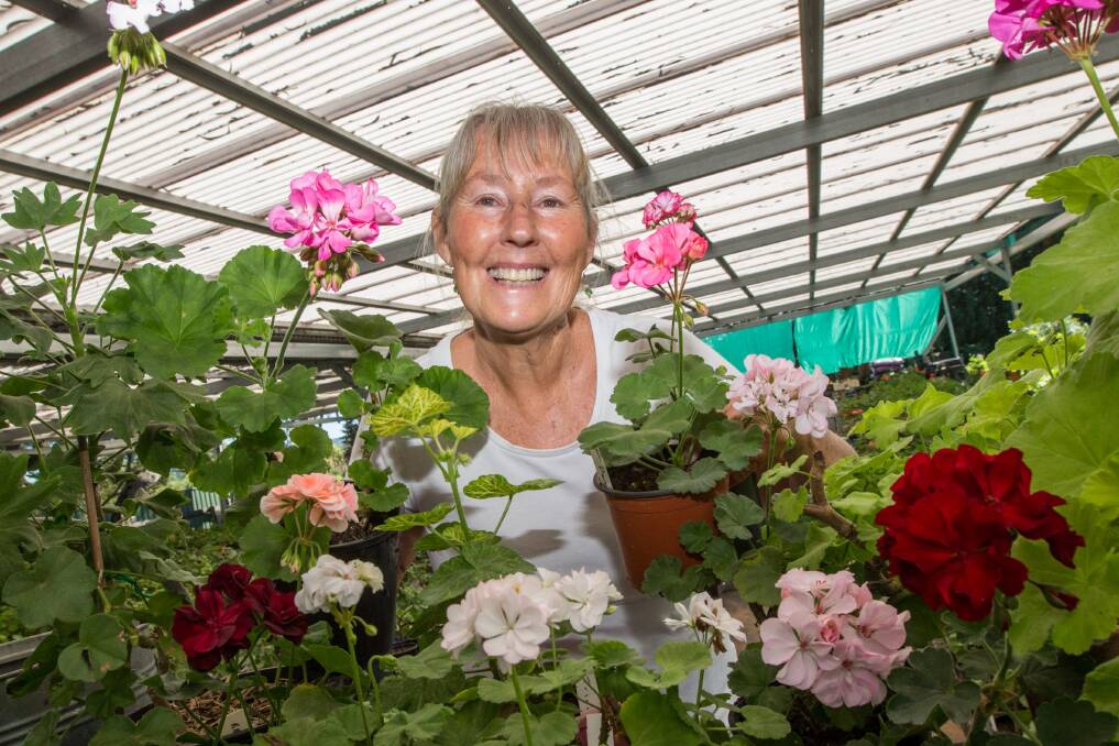 Potted colour: Robyn Bible from North Richmond will be selling her geraniums at the Collectors' Plant Fair. Picture: Geoff Jones