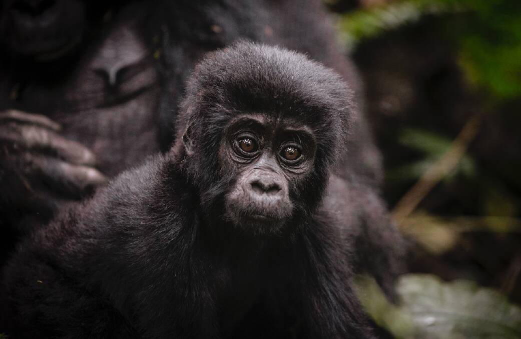 MOUNTAIN MAGIC: Seeing gorillas and their young in Uganda is one of the most exciting experiences you can have - but you must be prepared.