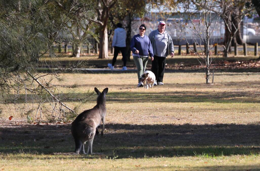 Suburban sightings: This kangaroo was pictured at Clarendon by Gazette photographer Geoff Jones recently. 
