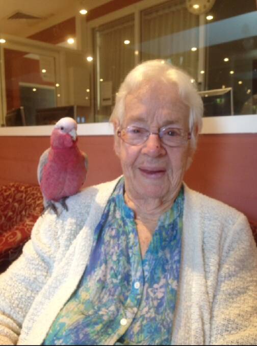 Day out: Gary the galah out and about in one of his regular visits to the nursing home to see owner Sarah Andronicos' grandmother.
