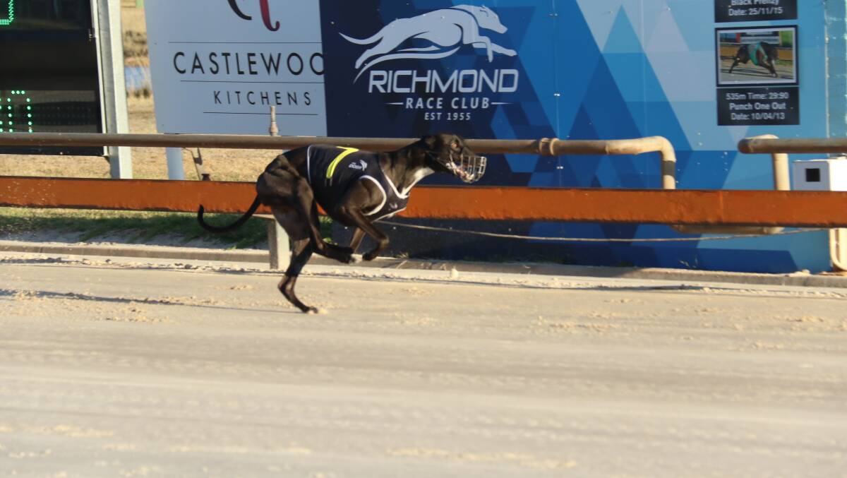 Jamella Jet in action on the Richmond track on Wednesday.