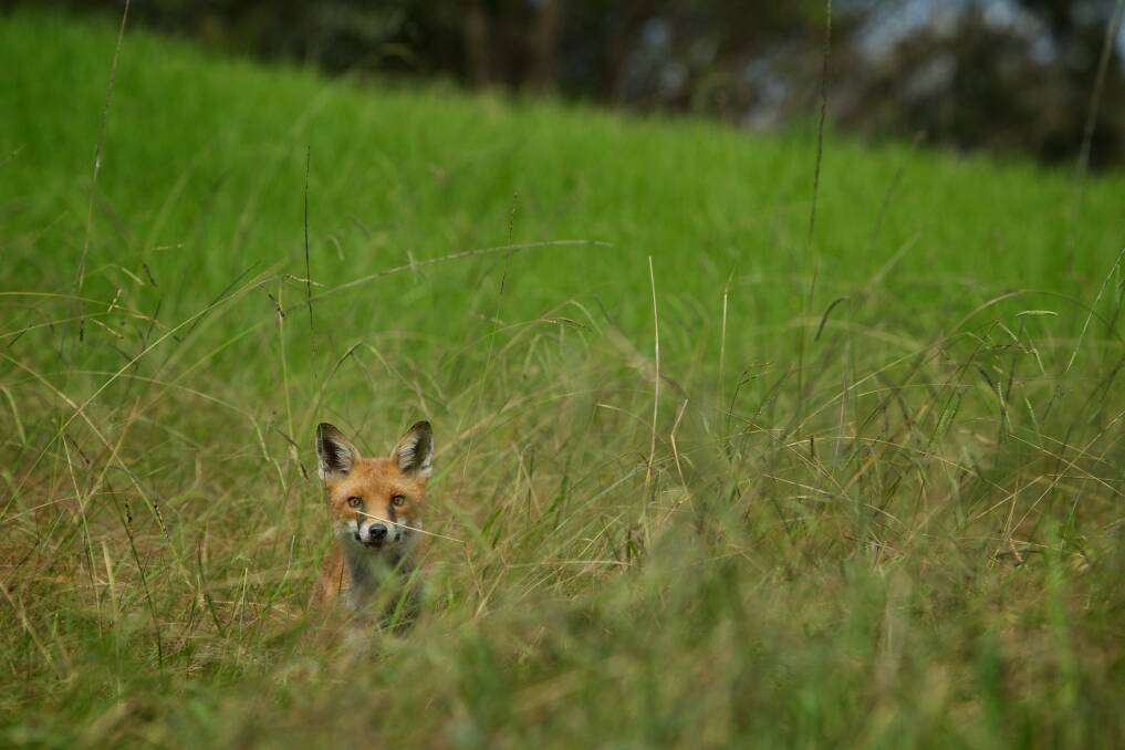 A feral fox. Picture: Wolter Peeters