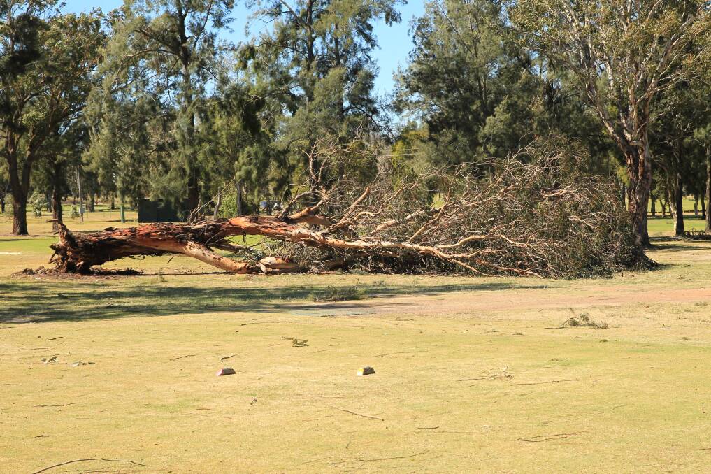Aftermath: A large tree that was blown over by high winds at Richmond Golf Club. Picture: Geoff Jones.