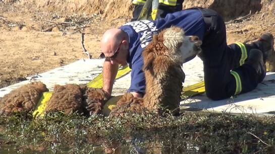 Rescued: A firefighter attends to Magnum the alpaca after he became stuck in a dam at Londonderry over the weekend. Picture: TNV.
