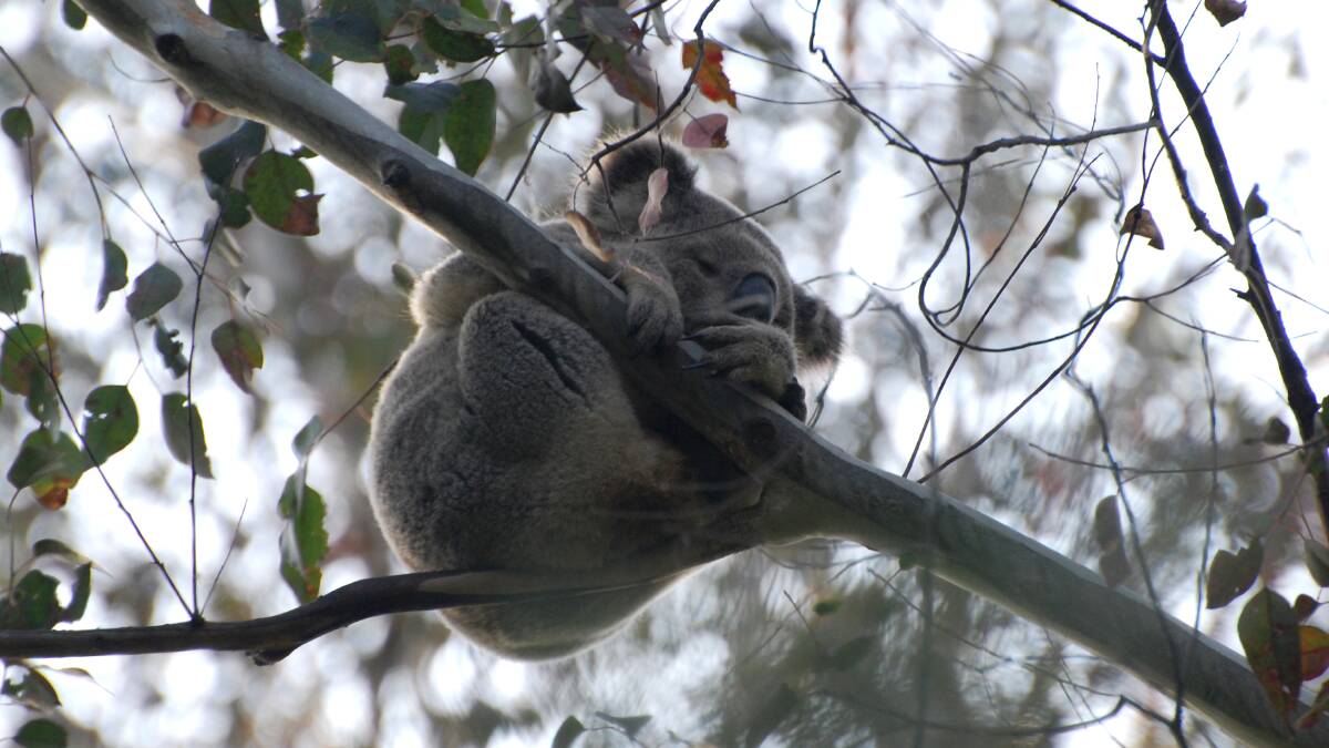 Hanging out: A koala in the Blue Mountains. Picture: Jennifer Tobey.