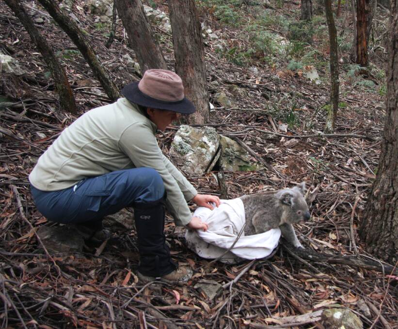 At risk: Dr Kellie Leigh releases a koala back into the wild. Picture: Robert Carter.