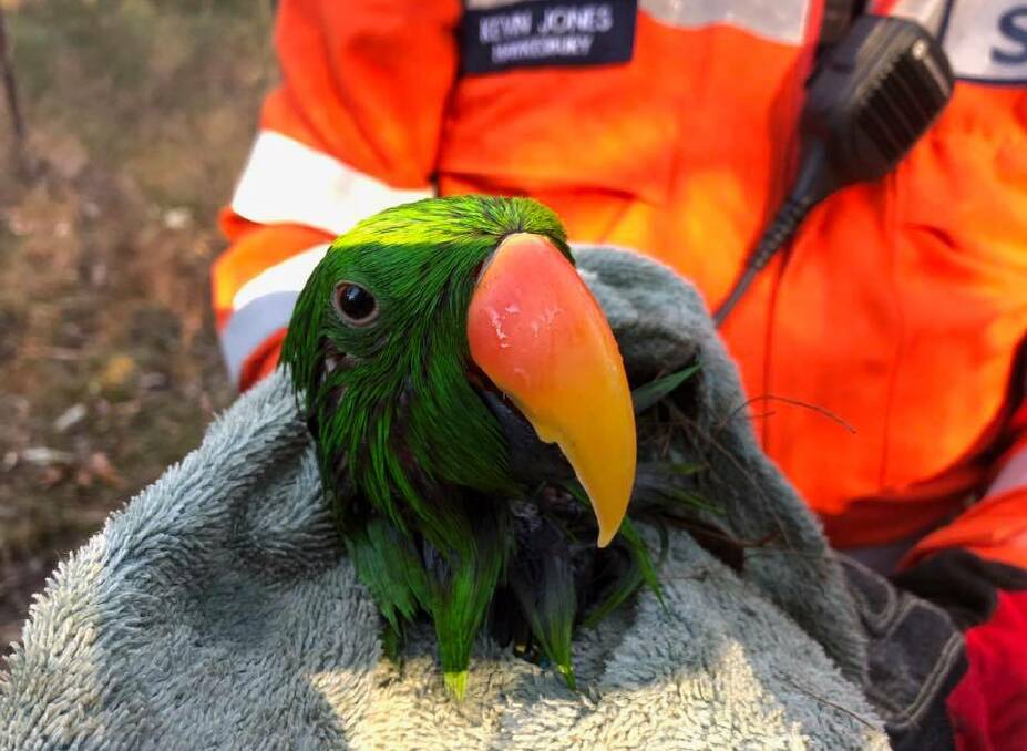 Soggy: A somewhat soggy Ozzie was none the worse following his ordeal. Picture: NSW State Emergency Service.