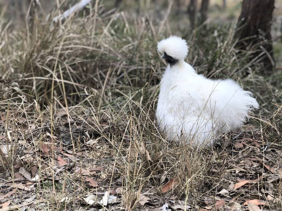 Chickens forage in bushland around Elysia's home and provide her with a source of food, and amusement as they interact with each other, and Brian the goat. Photo: Ainslee Dennis.