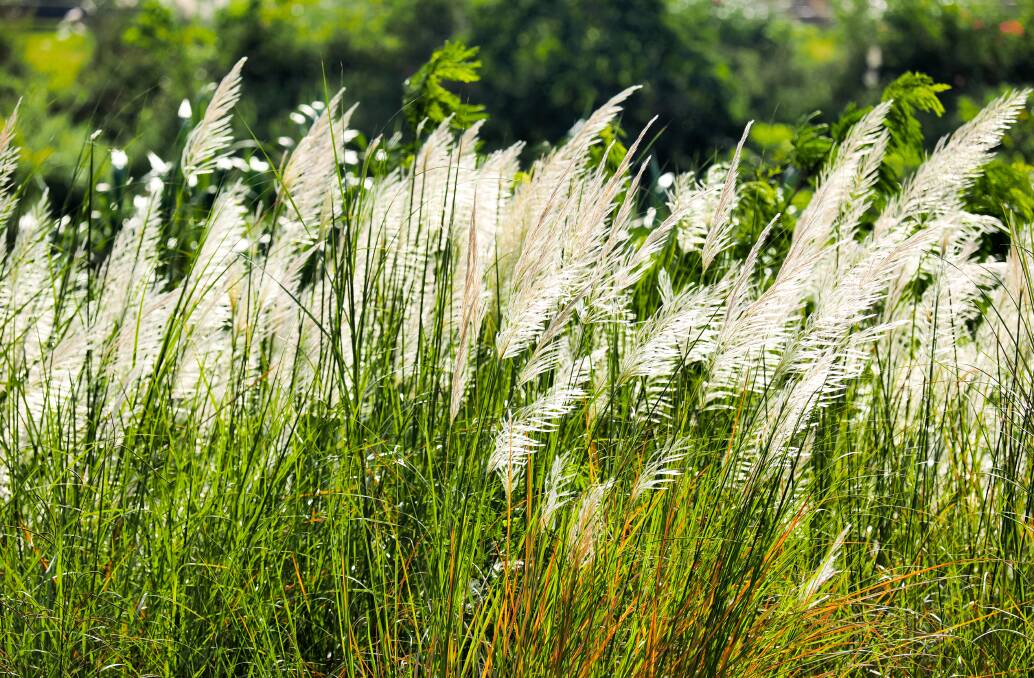 OVERRUN: Japanese silver grass can be invasive, gardeners should chose native over introduced plant species for the garden. Picture: Shutterstock