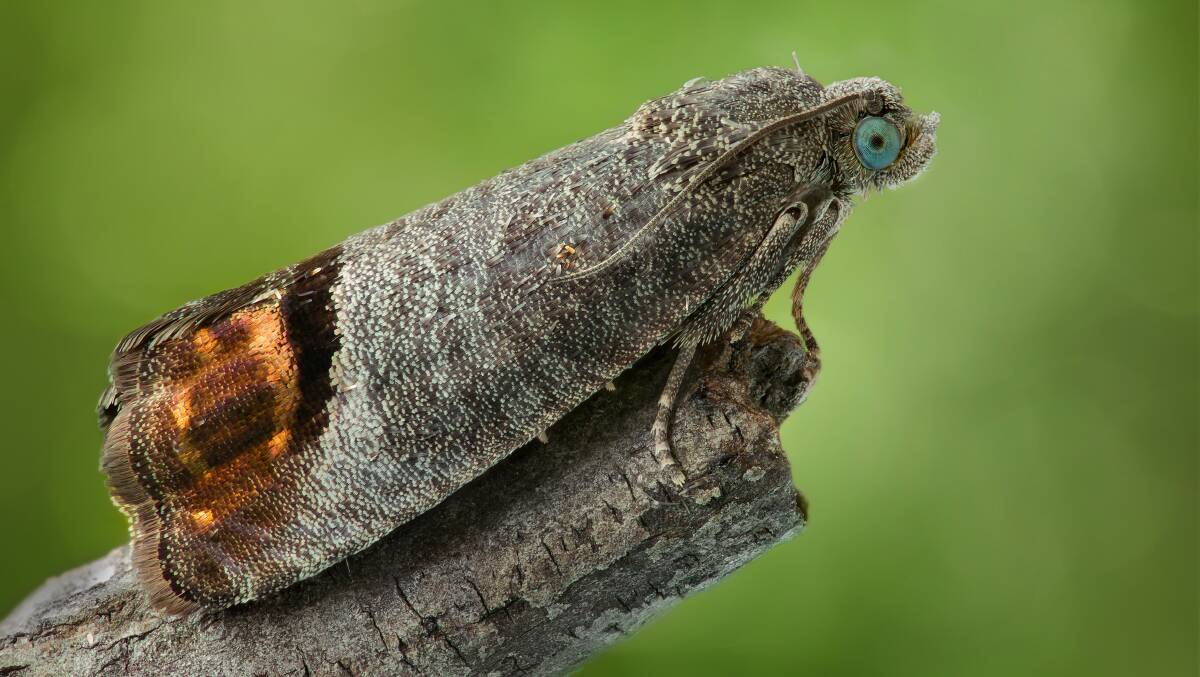 An adult codling moth. Picture: Shutterstock.