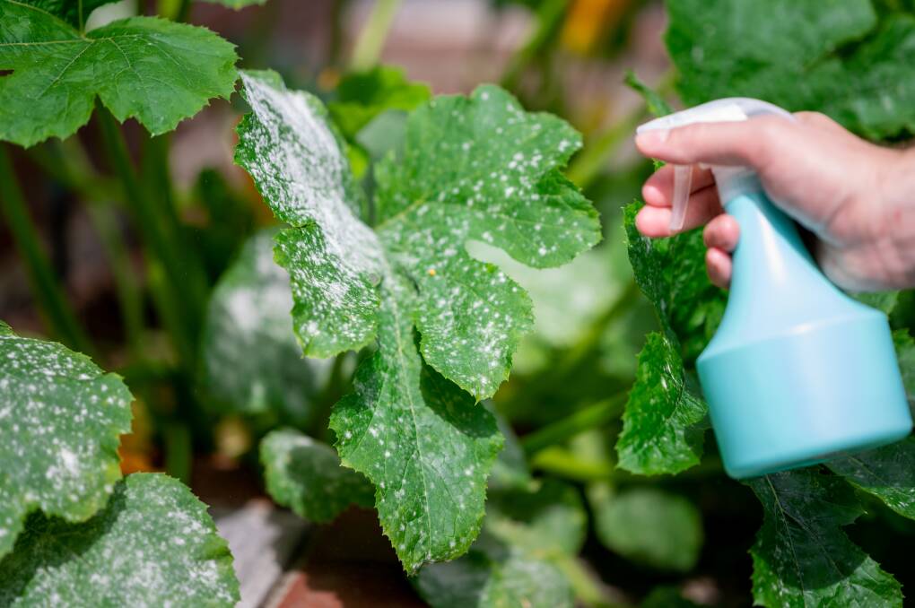 Fungus prevention is always better than cure. The application of a milk spray on a regular basis can help. Picture: Shutterstock.