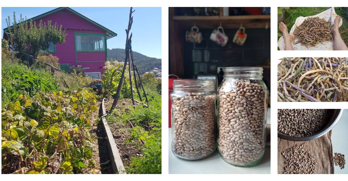 SPROUTING GOOD: Growing and drying your own beans is worthwhile if you're interested in learning new skills and knowing where your food comes from. Pictures: Hannah Moloney.
