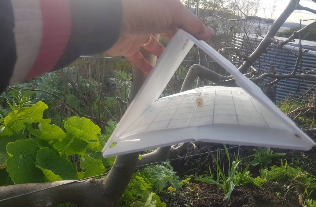 The pheromone trap lures codling moths onto a sticky glue trap. Picture: Hannah Moloney.