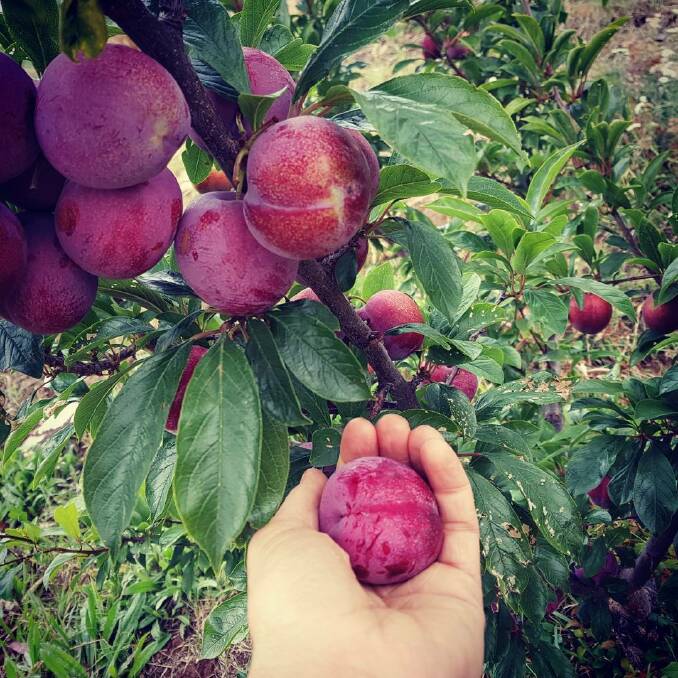 The results of a successful fruit tree grafting. Picture: Hannah Moloney