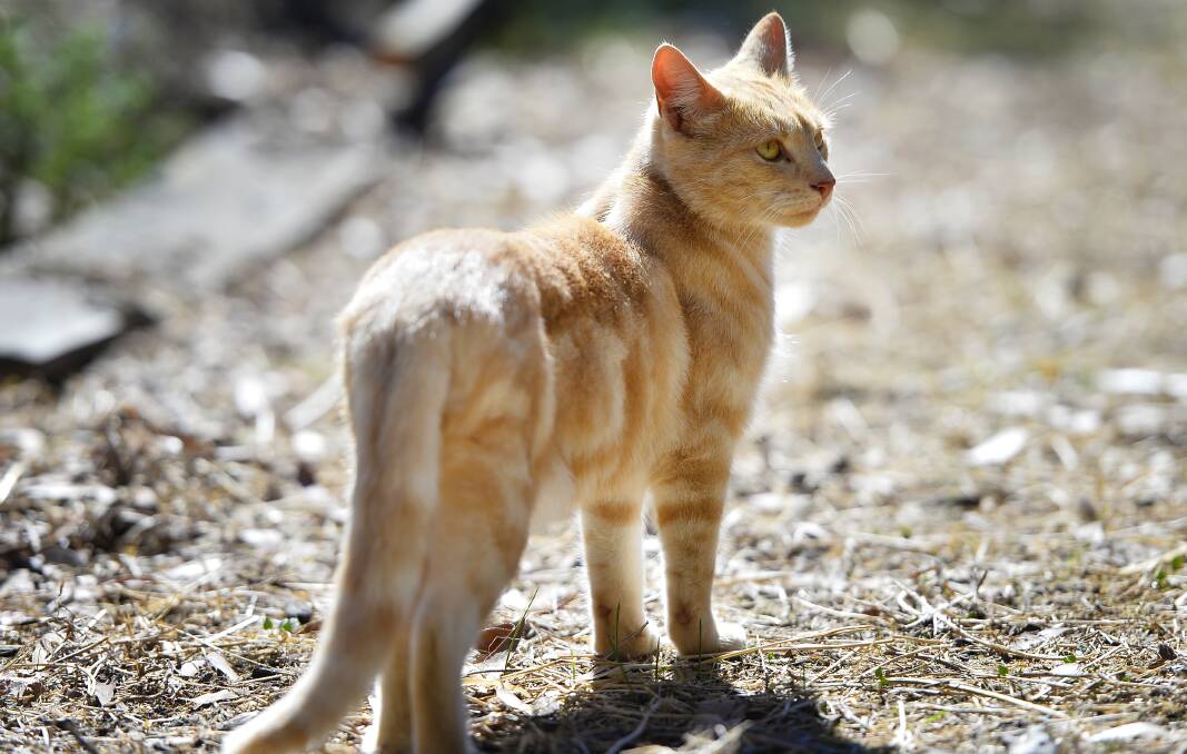 FELINE: One of the rescue cats who has found a home among the menagerie at Horse Shepherd Equine Sanctuary.