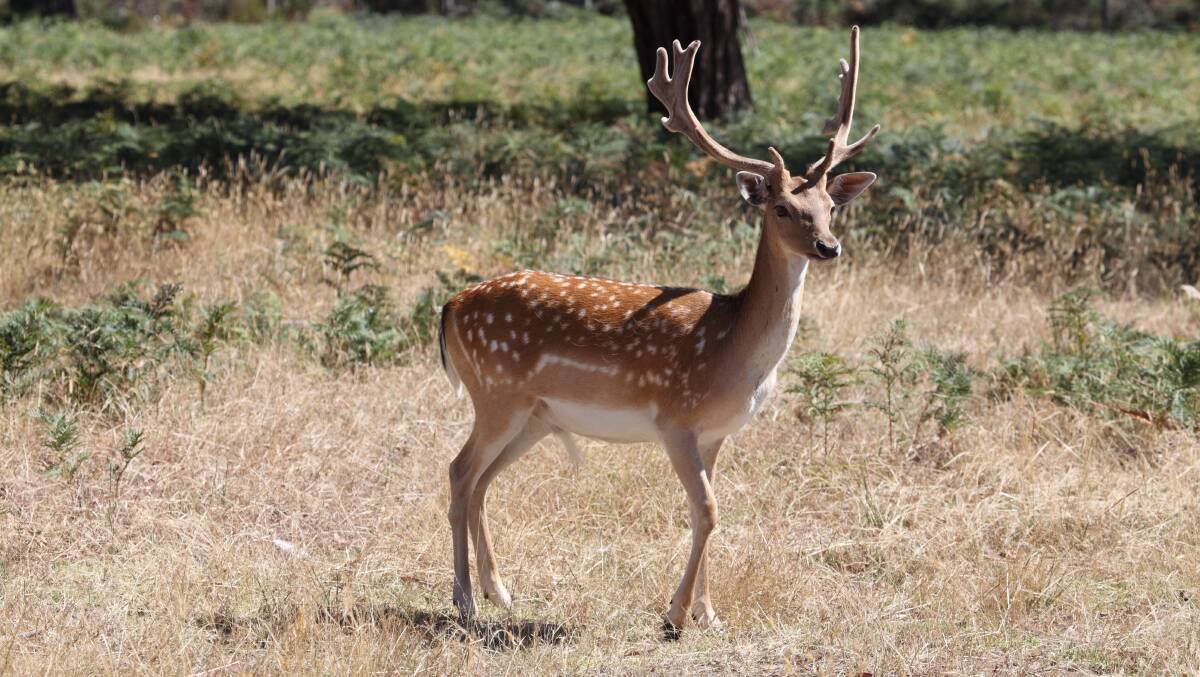 Two nude sunbathers were startled by a deer on the South Coast before needing to be rescued and facing fines for breaching lockdown rules. Picture :Shutterstock