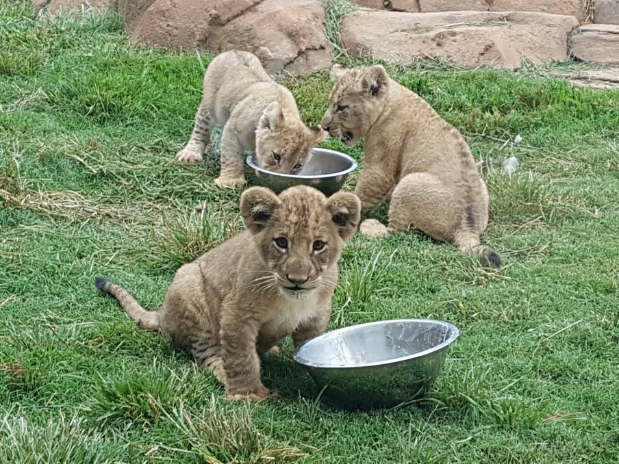 CUTE AND CUDDLY: Three African lion cubs were born at Port Macquarie's Billabong Zoo in March 2019.