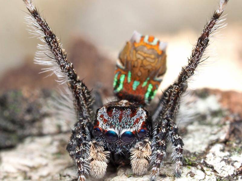 Peacock spiders of the genus Maratus are unique to Australia.
