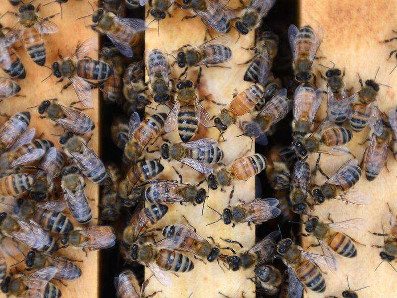The NSW government is mulling cash payouts for commercial beekeepers forced to destroy their hives.