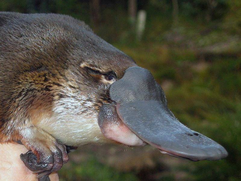 Scientists and environment groups are moving to have the platypus declared 'vulnerable' .