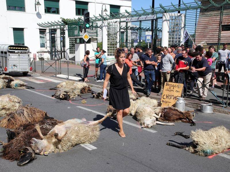 French shepherds have long protested about bear imports, which they blame for livestock losses.