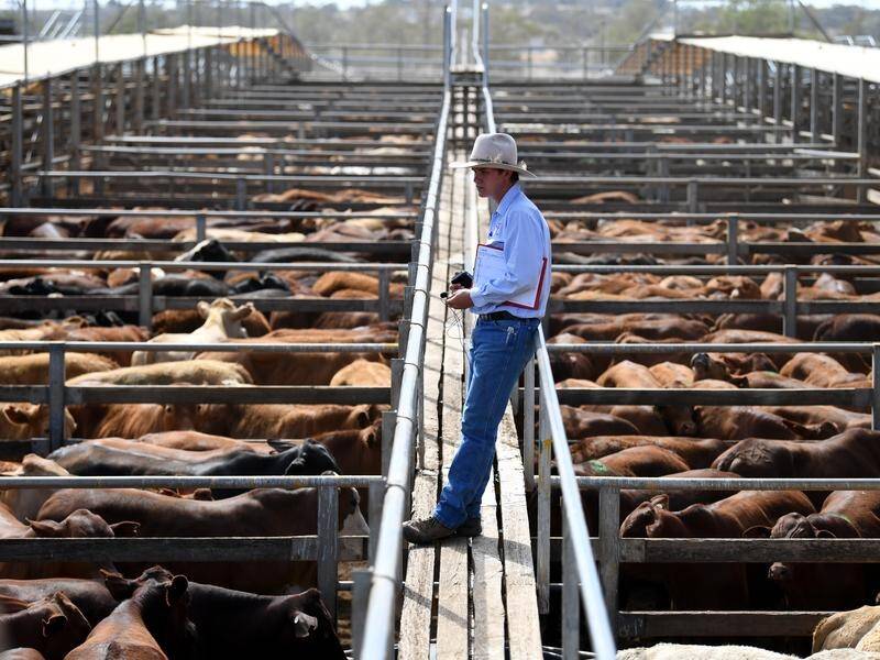Livestock and wool auctions to remain open | Hawkesbury Gazette | Richmond,  NSW