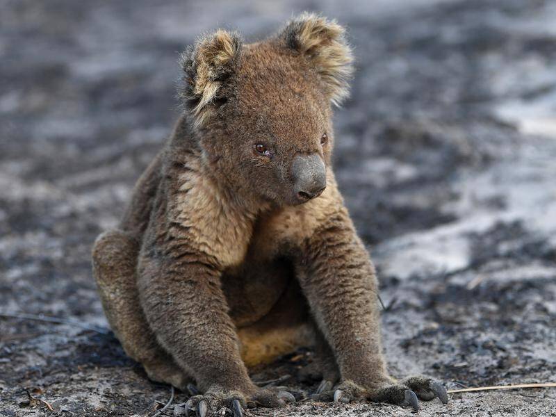 Wildlife experts fear koalas could become extinct in NSW by 2050 unless urgent action is taken.