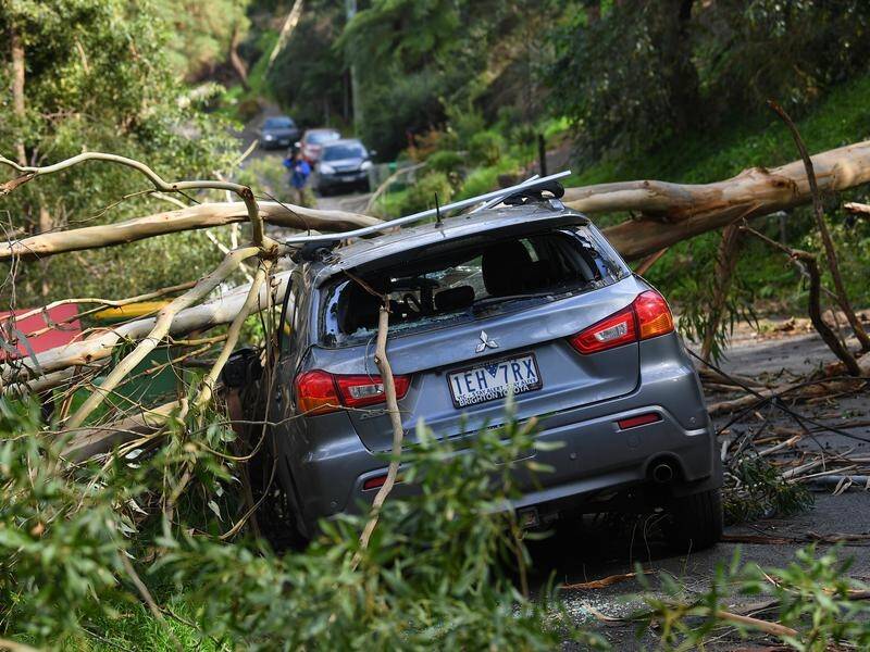 More strong winds are expected in Victoria, with people warned to beware of possible fallen trees.