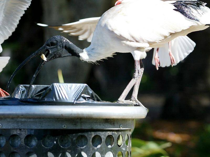 White ibis have made the top 10 list of birds sighted in Australian urban areas for the first time.
