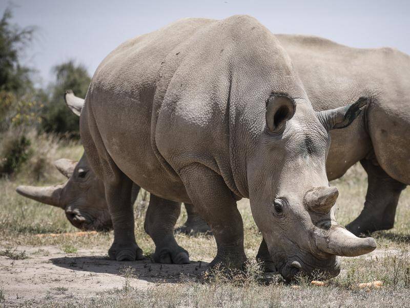 Scientists hope to save the northern white rhino with eggs taken from the last two of the species.