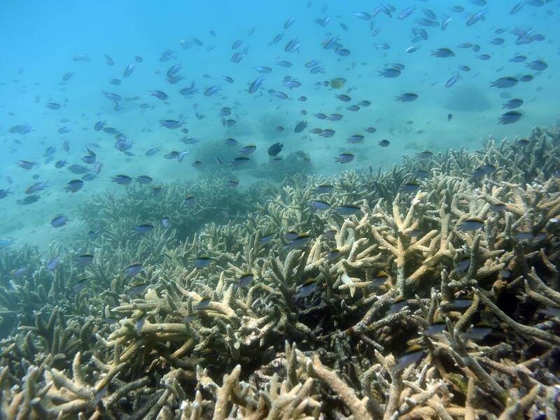 Coral cover in the Great Barrier Reef is at its highest in 36 years of monitoring, scientists say. (Dan Peled/AAP PHOTOS)