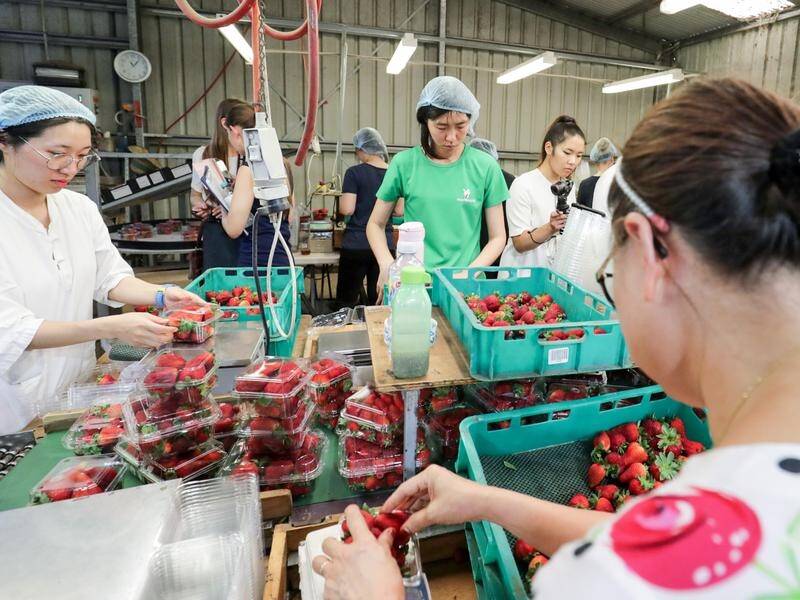 Flights have exported 36,000 tonnes of produce, including strawberries, worth about $1 billion.