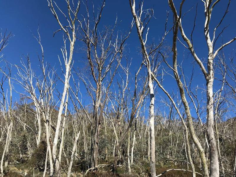 A mass snow gum die-off high in the Australian Alps has conservationists scratching their heads.