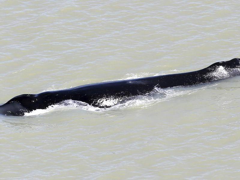A humpback whale that took a wrong turn into a crocodile-infested river has swum free.
