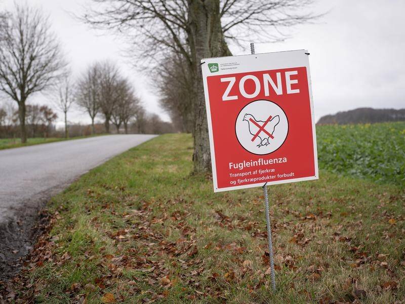 Experts say the highly contagious form of avian influenza is spreading rapidly in Europe.