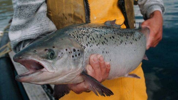 Mature Tassal salmon are worth more than $30 each. Photo: Bruce Miller