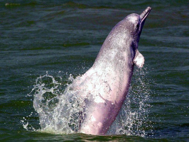 Hong Kong's rare pink dolphins are under threat due to the construction of a 31km bridge to China.