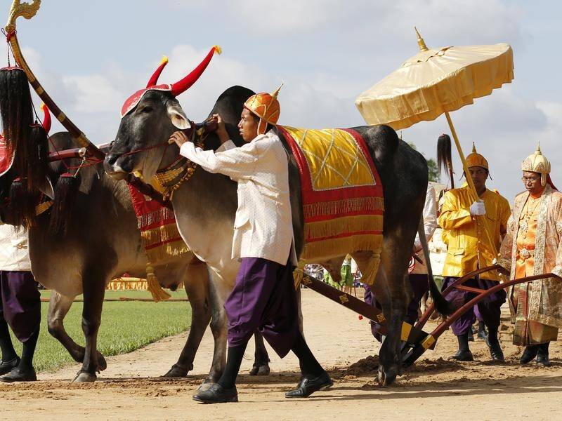 Cambodia's Royal Ploughing Ceremony has led to a prediction of a bountiful rice harvest.