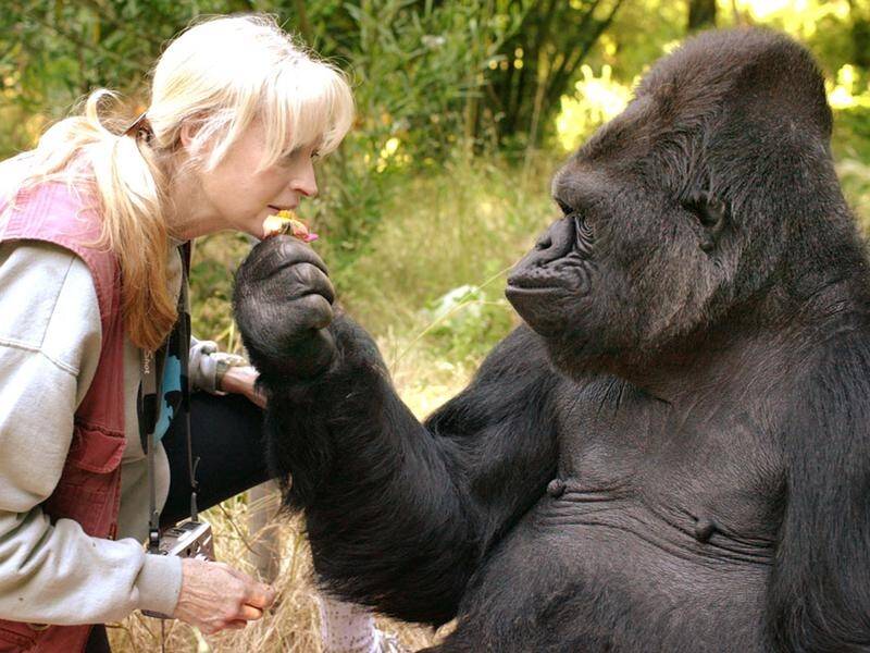 Koko, pictured here with her lifelong teacher and friend Dr Penny Patterson, has died in the US.