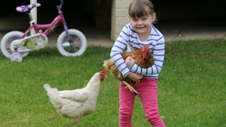 Maia Harman, 4, with hens that her mother, Lauryn Harman, raised after they had been rescued, Photo: Peter Rae