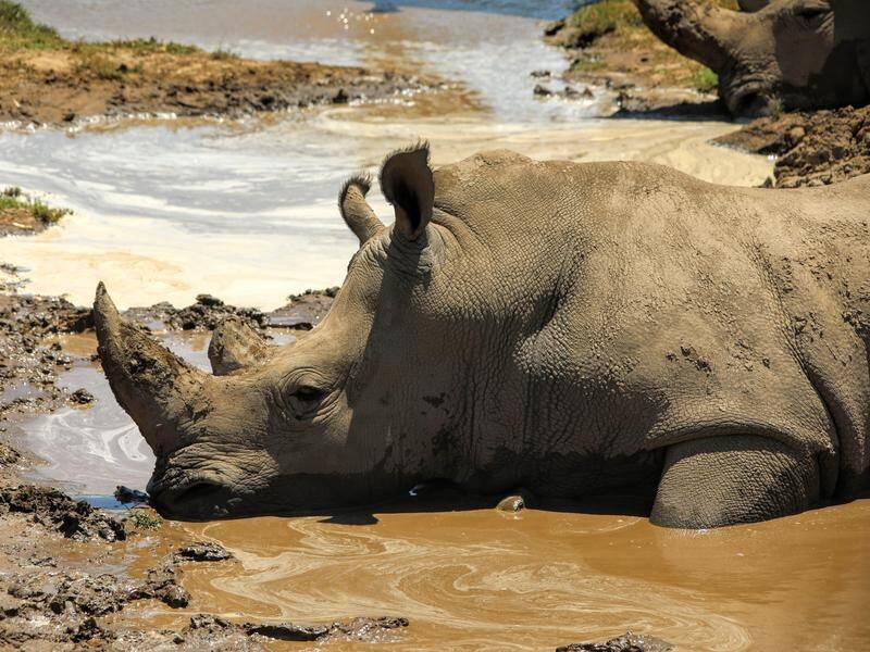 Victoria's Werribee Zoo has pampered its rhinos and hippos ahead of the hot summer.