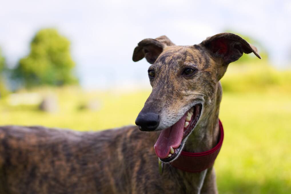 EXPANDING: The Greyhounds As Pets (GAP) program is planning significant growth. Photo: SHUTTERSTOCK. 